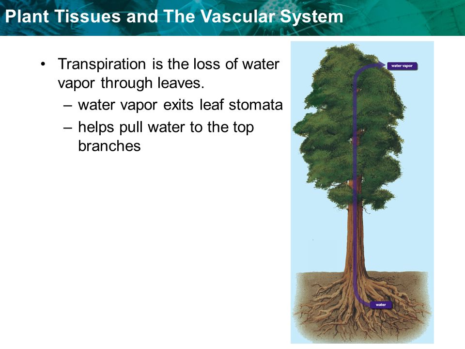 plant vascular tissue There are two types of vascular tissue: 1 xylem - moves water and minerals up from the ground to all parts of the plant consists of hollow structures made of cellulose cell walls (cytoplasm and membranes degenerate during development. plant vascular tissue There are two types of vascular tissue: 1 xylem - moves water and minerals up from the ground to all parts of the plant consists of hollow structures made of cellulose cell walls (cytoplasm and membranes degenerate during development.