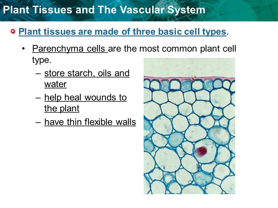 plant vascular tissue There are two types of vascular tissue: 1 xylem - moves water and minerals up from the ground to all parts of the plant consists of hollow structures made of cellulose cell walls (cytoplasm and membranes degenerate during development. plant vascular tissue There are two types of vascular tissue: 1 xylem - moves water and minerals up from the ground to all parts of the plant consists of hollow structures made of cellulose cell walls (cytoplasm and membranes degenerate during development.