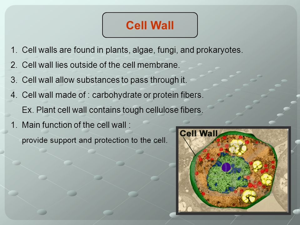 Cell Wall 1.Cell walls are found in plants, algae, fungi, and prokaryotes.