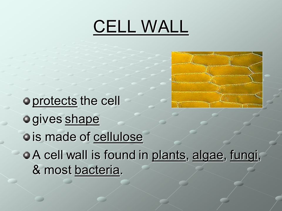 protects the cell gives shape is made of cellulose A cell wall is found in plants, algae, fungi, & most bacteria.