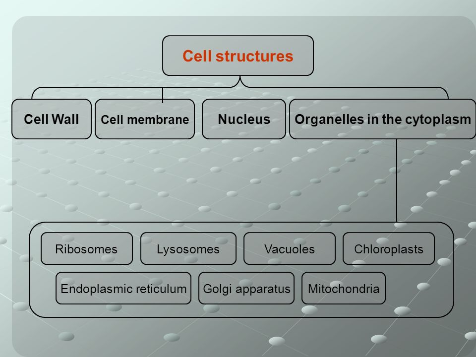Cell structures Cell Wall Cell membrane NucleusOrganelles in the cytoplasm RibosomesLysosomesVacuolesChloroplasts Endoplasmic reticulumGolgi apparatusMitochondria