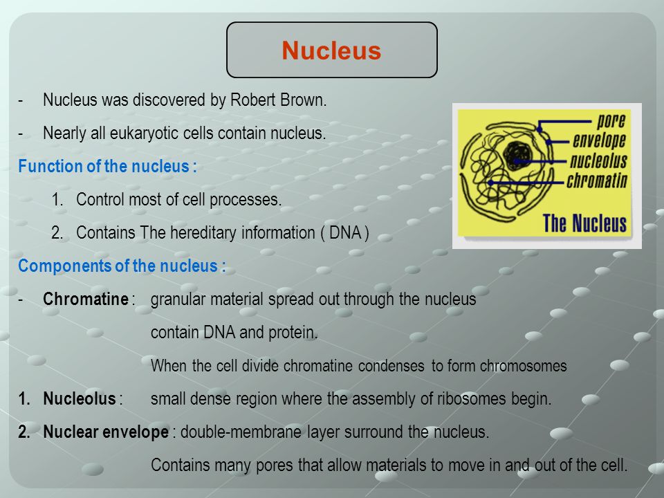 Nucleus -Nucleus was discovered by Robert Brown. -Nearly all eukaryotic cells contain nucleus.