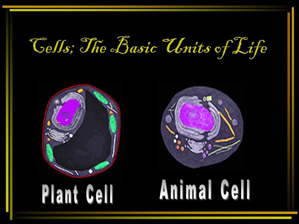basic unit of life