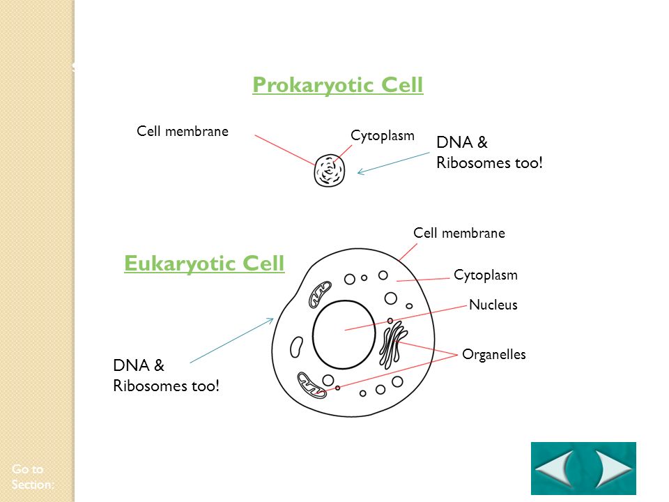 chapter 7 cell structure and function
