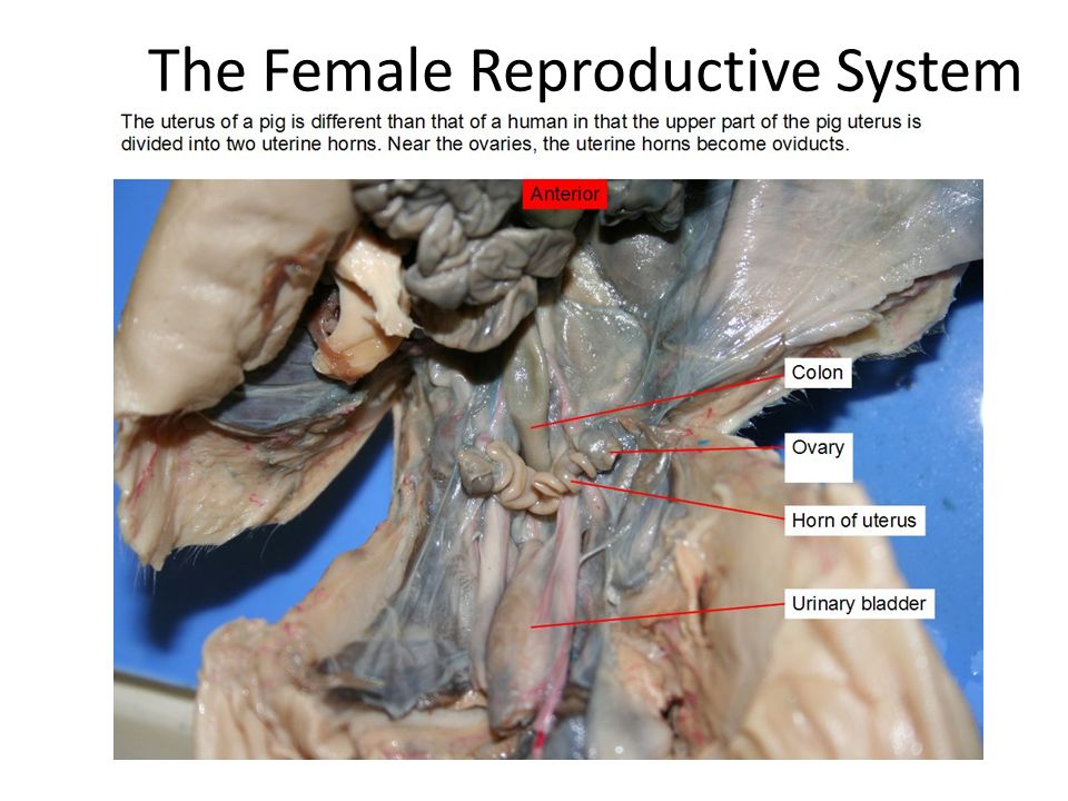pig reproductive system