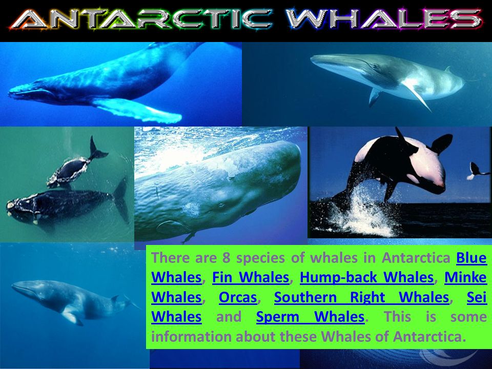 are 8 species of whales in antarctica blue whales, fin whales