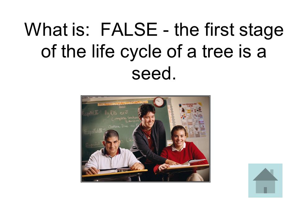 ANSWER TRUE or FALSE: The seedling stage is the first cycle in the life cycle of a tree.