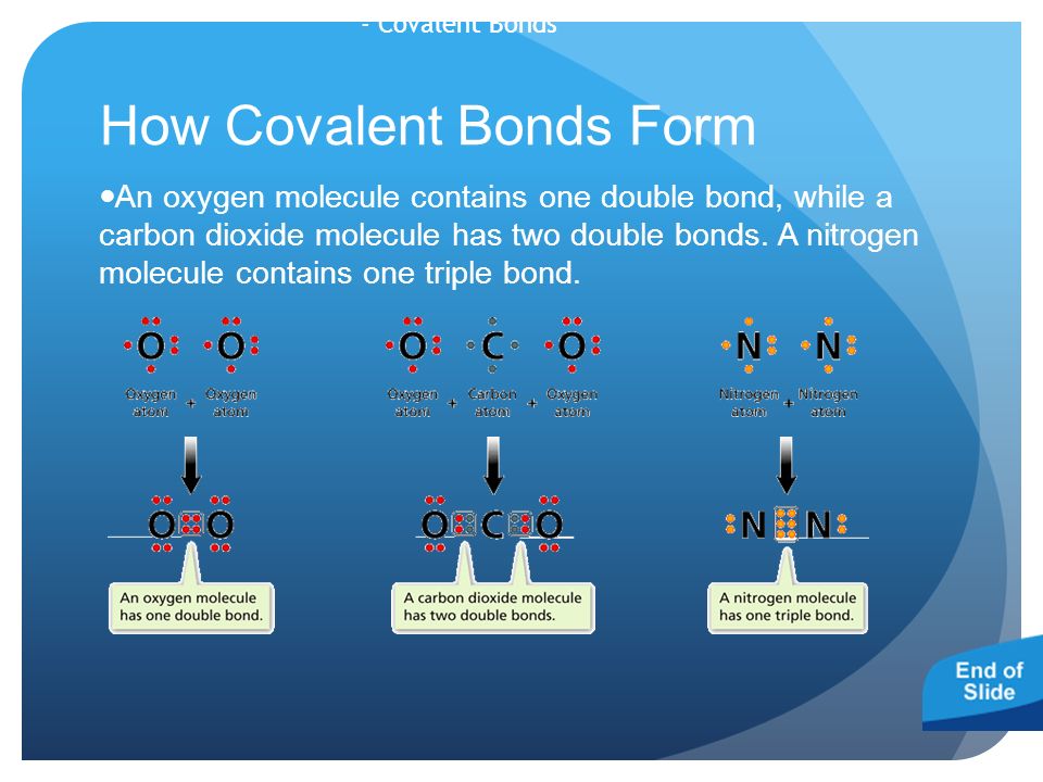- Covalent Bonds How Covalent Bonds Form An oxygen molecule contains one double bond, while a carbon dioxide molecule has two double bonds.