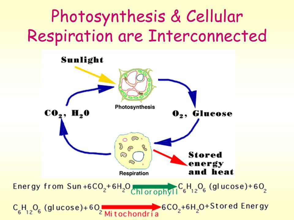 Energy In A Cell Photosynthesis Cellular Respiration Ppt Download 41 Photosynthesis Cellular Respiration Are Interconnected