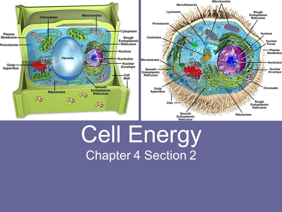 describe photosynthesis describe photosynthesis