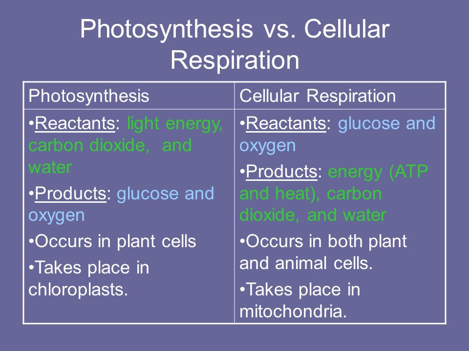 How Do The Equations Of Photosynthesis And Cellular Respiration Cell Energy Chapter 4 Section 2 Objectives Describe Coursework Bank Photosynthesis Cellular Respiration Fermentation