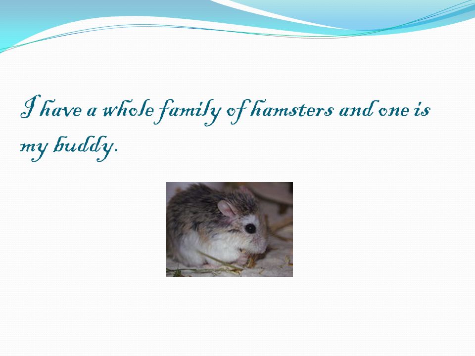 I have a whole family of hamsters and one is my buddy.