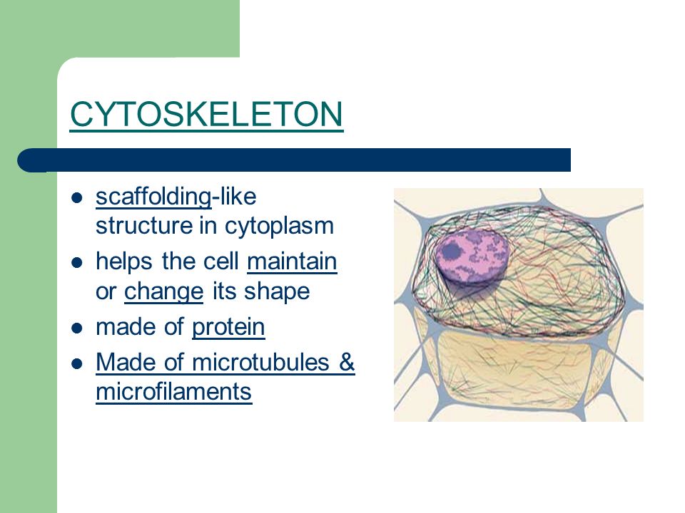CYTOSKELETON scaffolding-like structure in cytoplasm helps the cell maintain or change its shape made of protein Made of microtubules & microfilaments