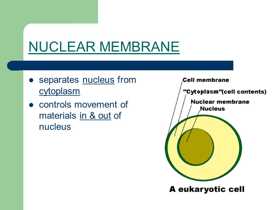 NUCLEAR MEMBRANE separates nucleus from cytoplasm controls movement of materials in & out of nucleus