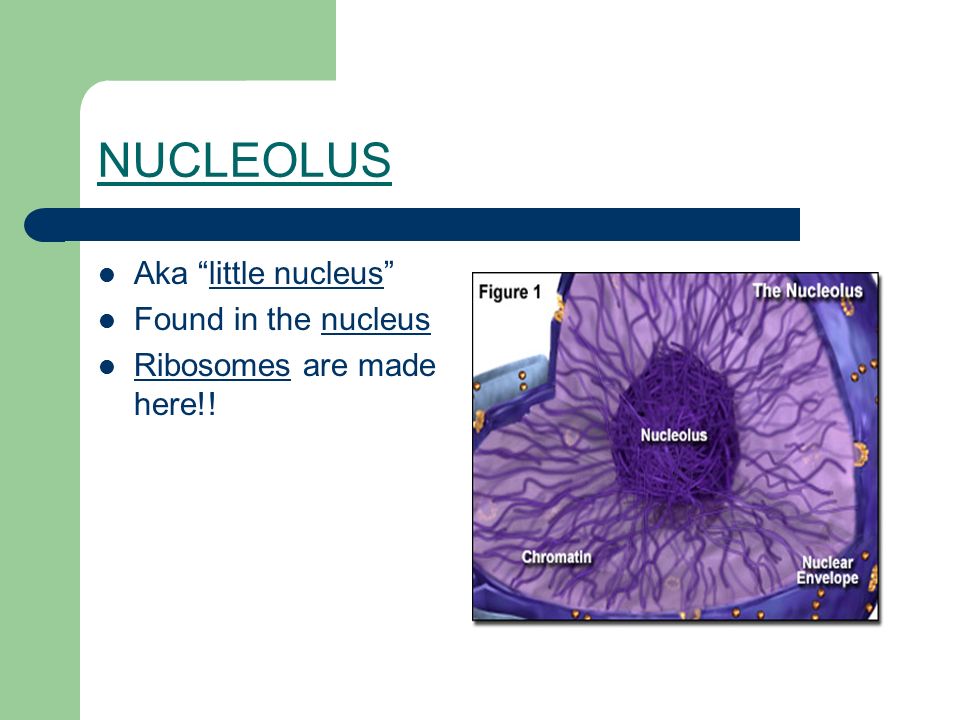 NUCLEOLUS Aka little nucleus Found in the nucleus Ribosomes are made here!!