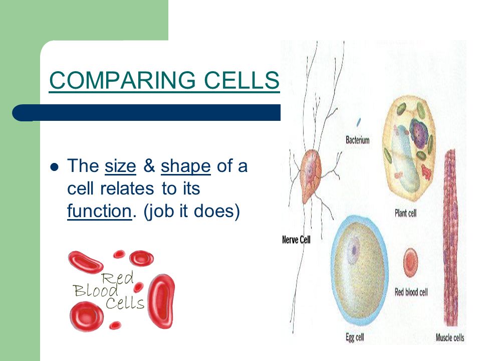 COMPARING CELLS The size & shape of a cell relates to its function. (job it does)