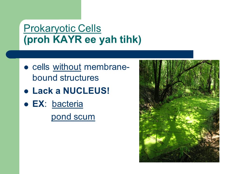 Prokaryotic Cells (proh KAYR ee yah tihk) cells without membrane- bound structures Lack a NUCLEUS.