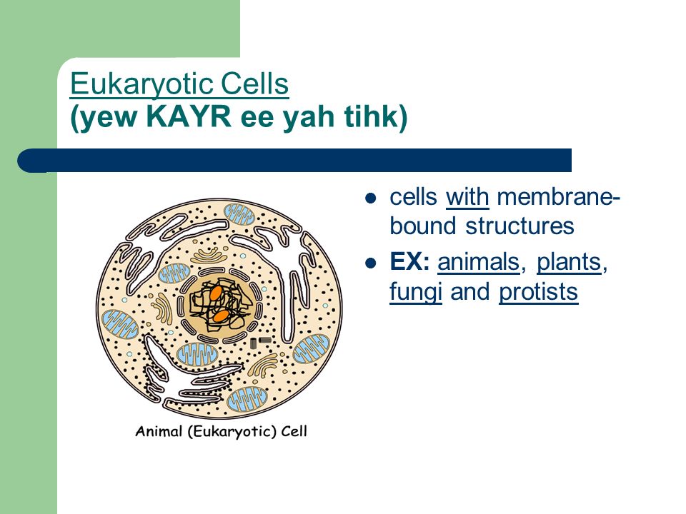 Eukaryotic Cells (yew KAYR ee yah tihk) cells with membrane- bound structures EX: animals, plants, fungi and protists