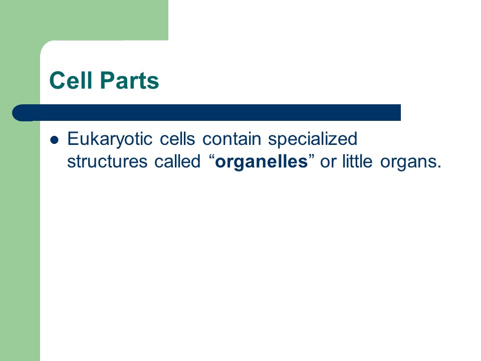 Cell Parts Eukaryotic cells contain specialized structures called organelles or little organs.