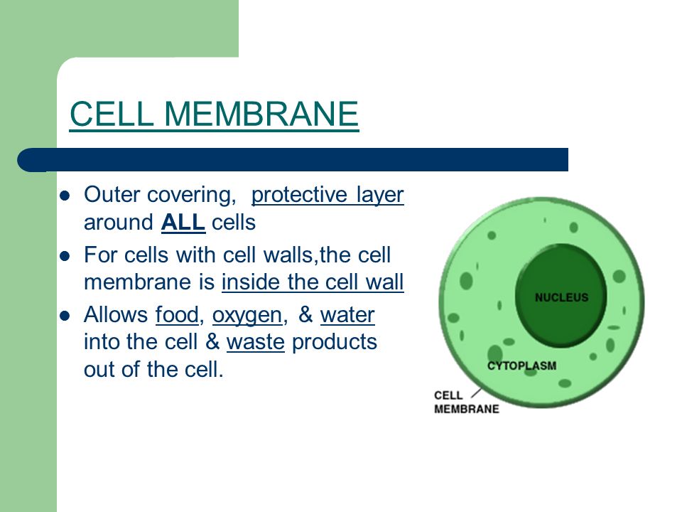 CELL MEMBRANE Outer covering, protective layer around ALL cells For cells with cell walls,the cell membrane is inside the cell wall Allows food, oxygen, & water into the cell & waste products out of the cell.