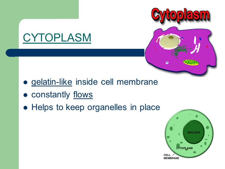 CYTOPLASM gelatin-like inside cell membrane constantly flows Helps to keep organelles in place