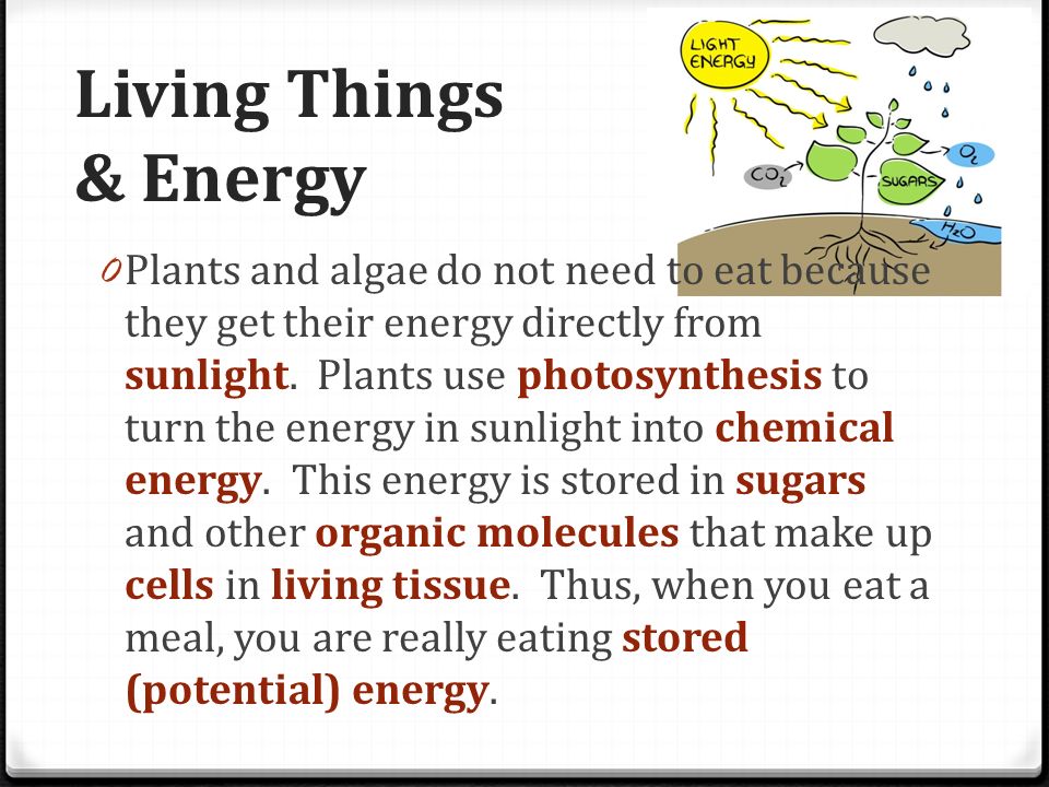 Living Things & Energy 0 Plants and algae do not need to eat because they get their energy directly from sunlight.