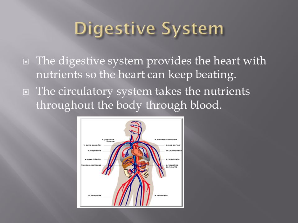  The digestive system provides the heart with nutrients so the heart can keep beating.