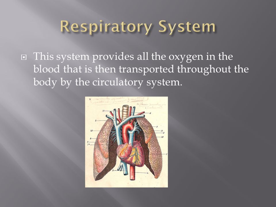  This system provides all the oxygen in the blood that is then transported throughout the body by the circulatory system.