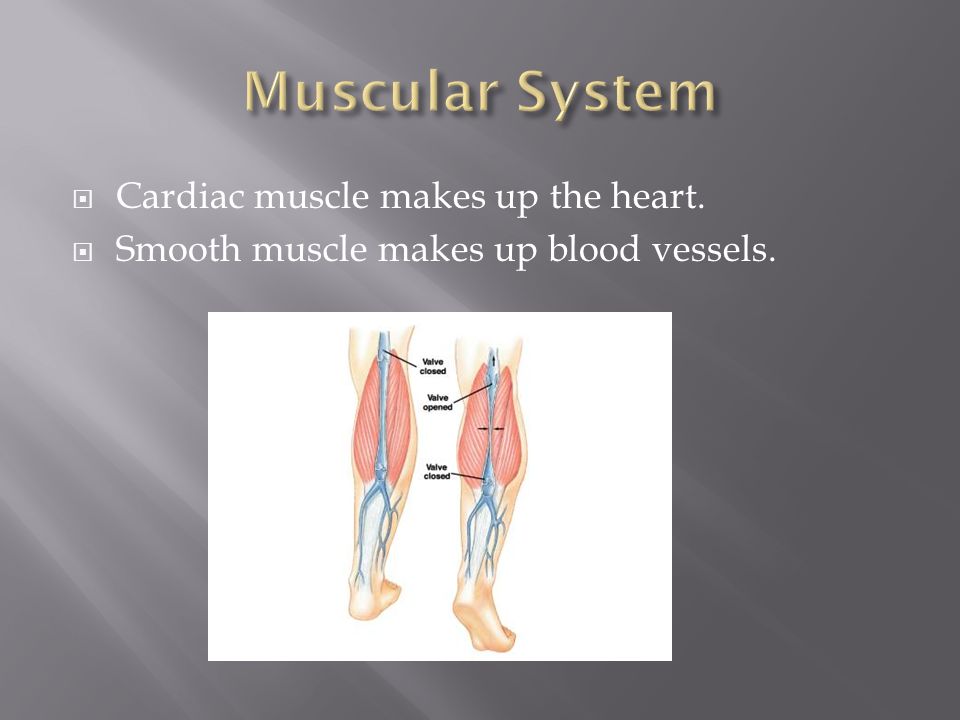  Cardiac muscle makes up the heart.  Smooth muscle makes up blood vessels.