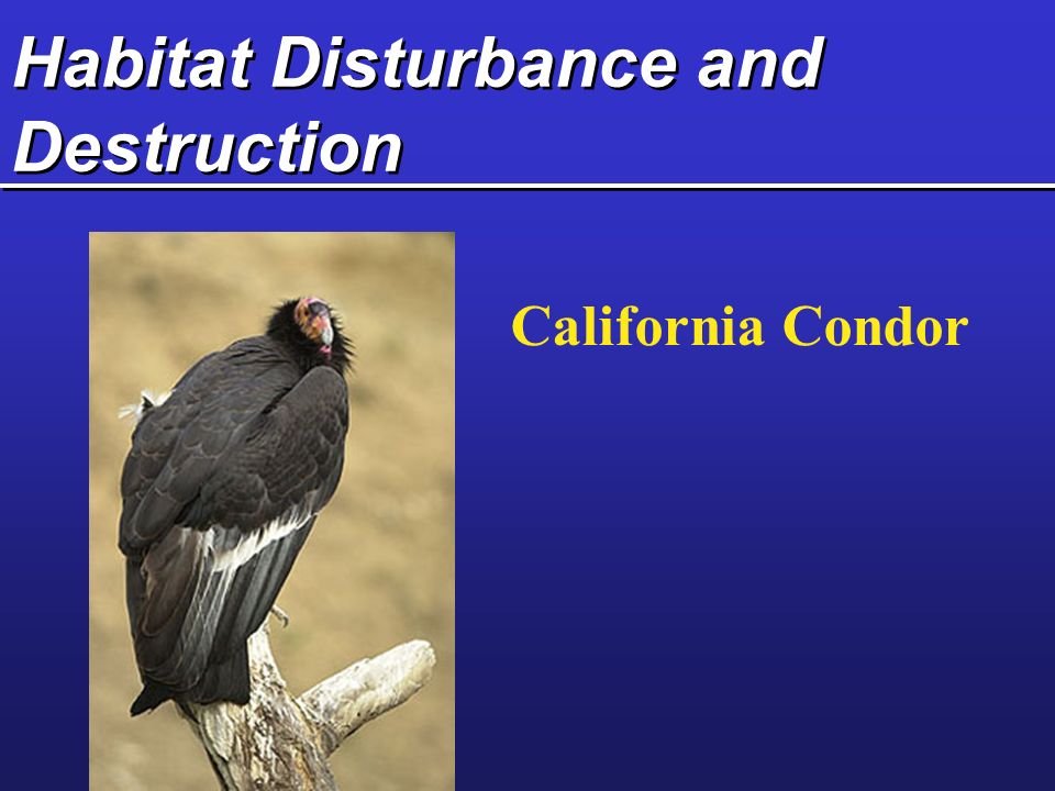 Habitat Disturbance and Destruction California Condor