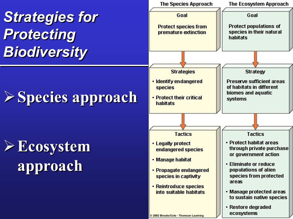 Strategies for Protecting Biodiversity  Species approach  Ecosystem approach
