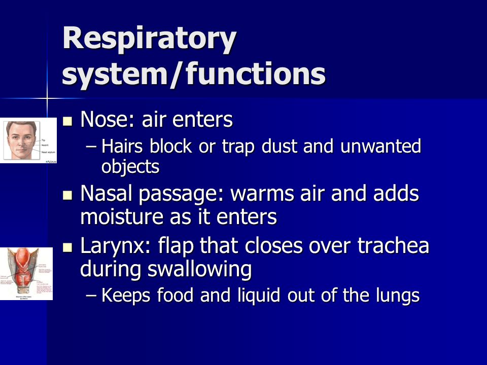 Respiratory system/functions Nose: air enters Nose: air enters –Hairs block or trap dust and unwanted objects Nasal passage: warms air and adds moisture as it enters Nasal passage: warms air and adds moisture as it enters Larynx: flap that closes over trachea during swallowing Larynx: flap that closes over trachea during swallowing –Keeps food and liquid out of the lungs