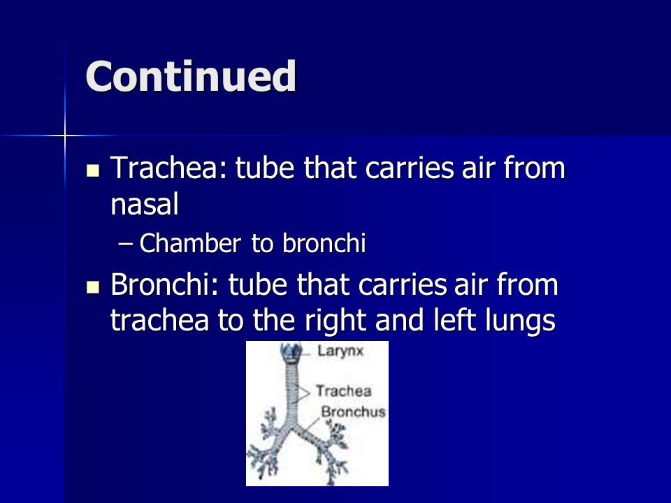 Continued Trachea: tube that carries air from nasal Trachea: tube that carries air from nasal –Chamber to bronchi Bronchi: tube that carries air from trachea to the right and left lungs Bronchi: tube that carries air from trachea to the right and left lungs
