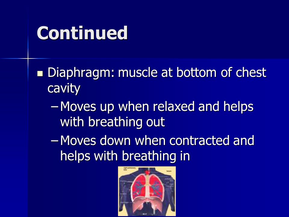 Continued Diaphragm: muscle at bottom of chest cavity Diaphragm: muscle at bottom of chest cavity –Moves up when relaxed and helps with breathing out –Moves down when contracted and helps with breathing in