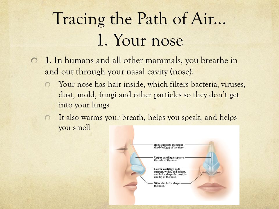 Tracing the Path of Air Your nose 1.