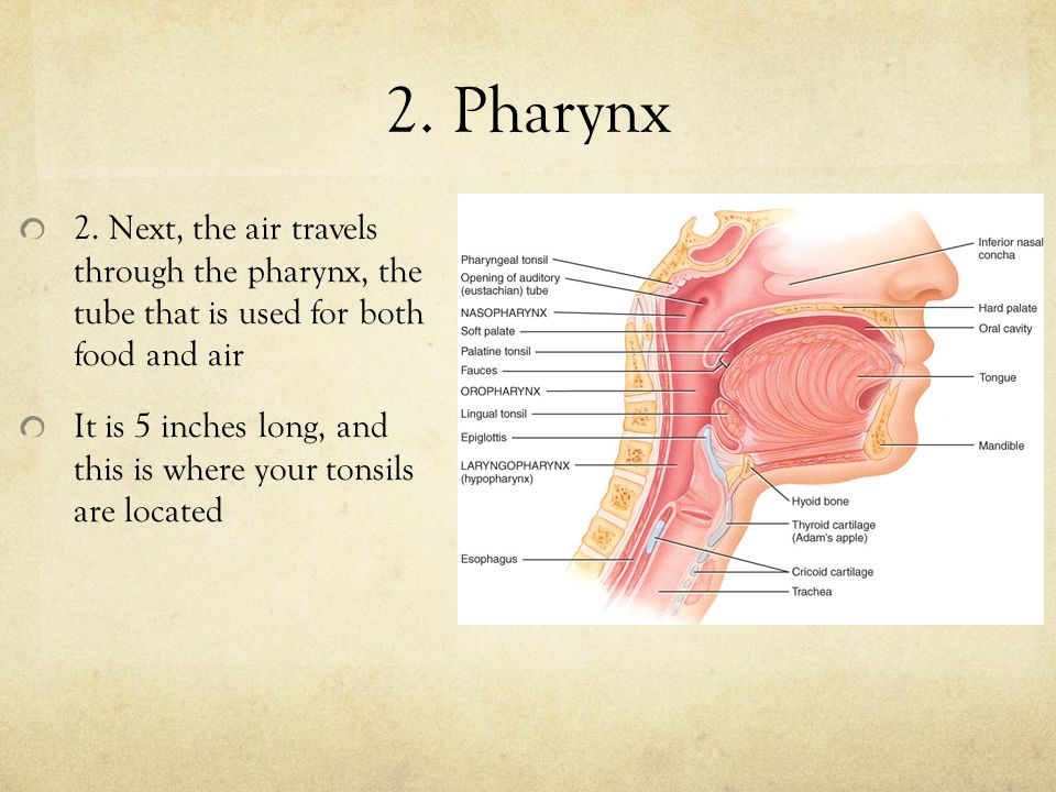 2. Pharynx 2.