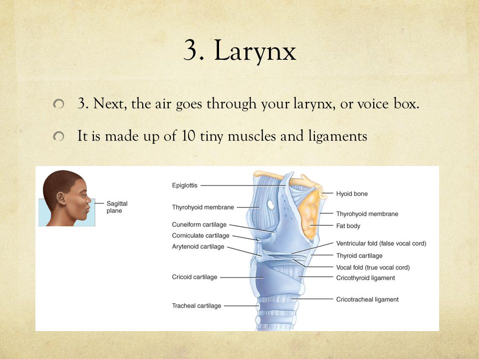 3. Larynx 3. Next, the air goes through your larynx, or voice box.