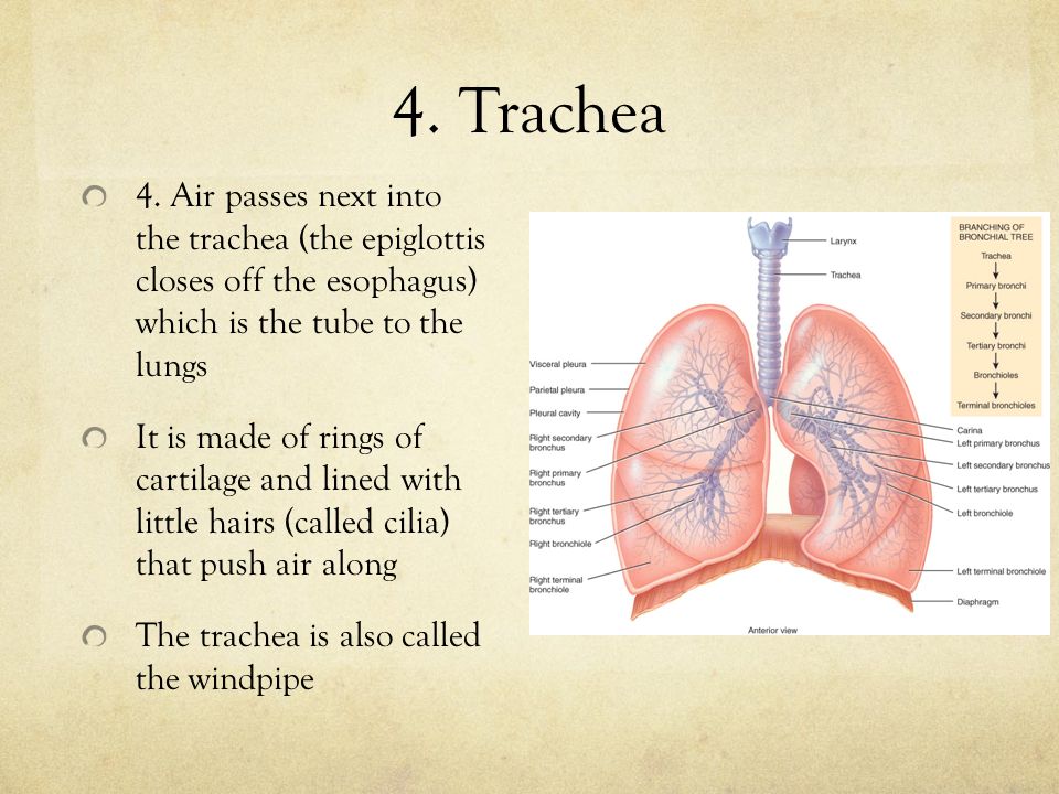 4. Trachea 4.