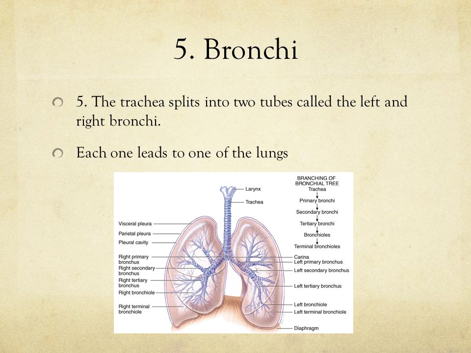 5. Bronchi 5. The trachea splits into two tubes called the left and right bronchi.