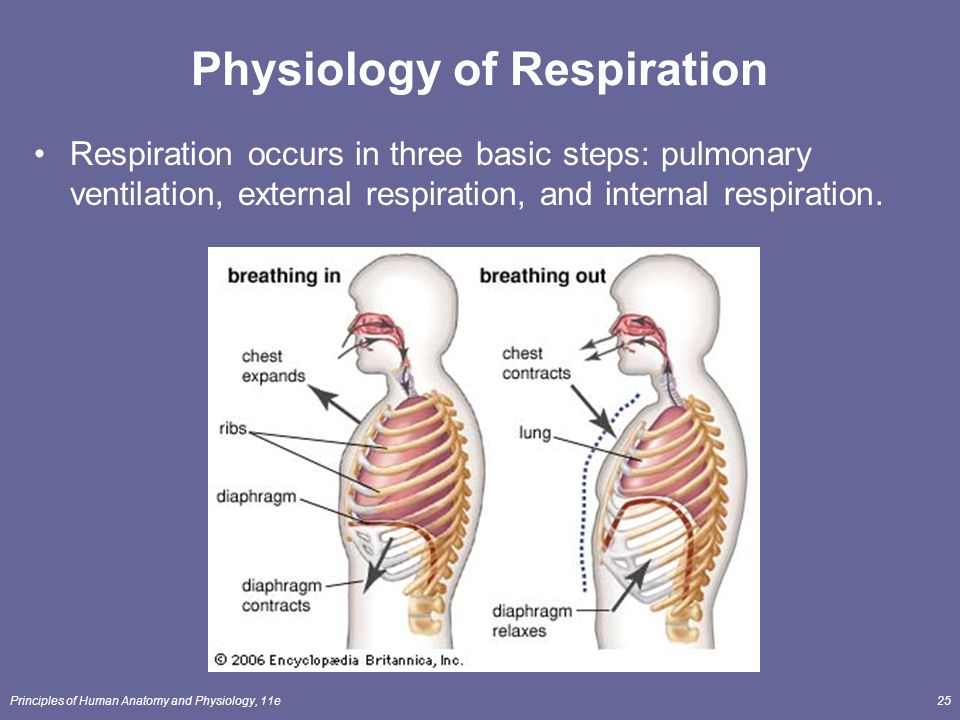 anatomy and physiology of the respiratory A major organ of the respiratory system, each lung houses structures of both the conducting and respiratory zones the main function of the lungs is to perform the exchange of oxygen and carbon dioxide with air from the atmosphere. anatomy and physiology of the respiratory A major organ of the respiratory system, each lung houses structures of both the conducting and respiratory zones the main function of the lungs is to perform the exchange of oxygen and carbon dioxide with air from the atmosphere.