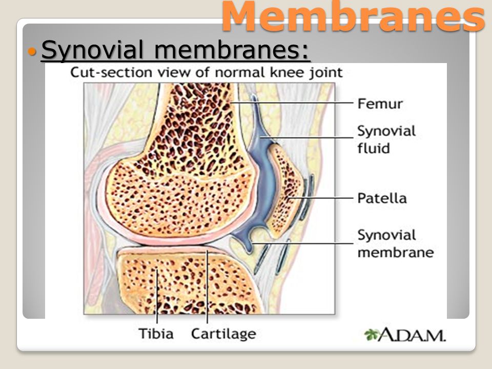 Membranes Synovial membranes: Synovial membranes: