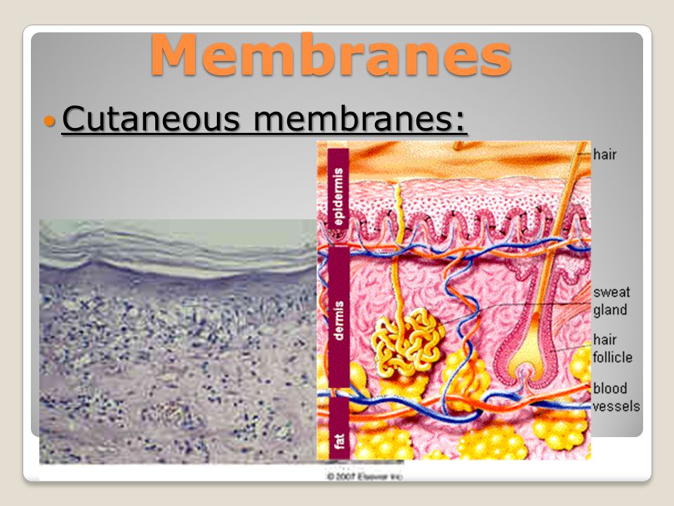Membranes Cutaneous membranes: Cutaneous membranes: