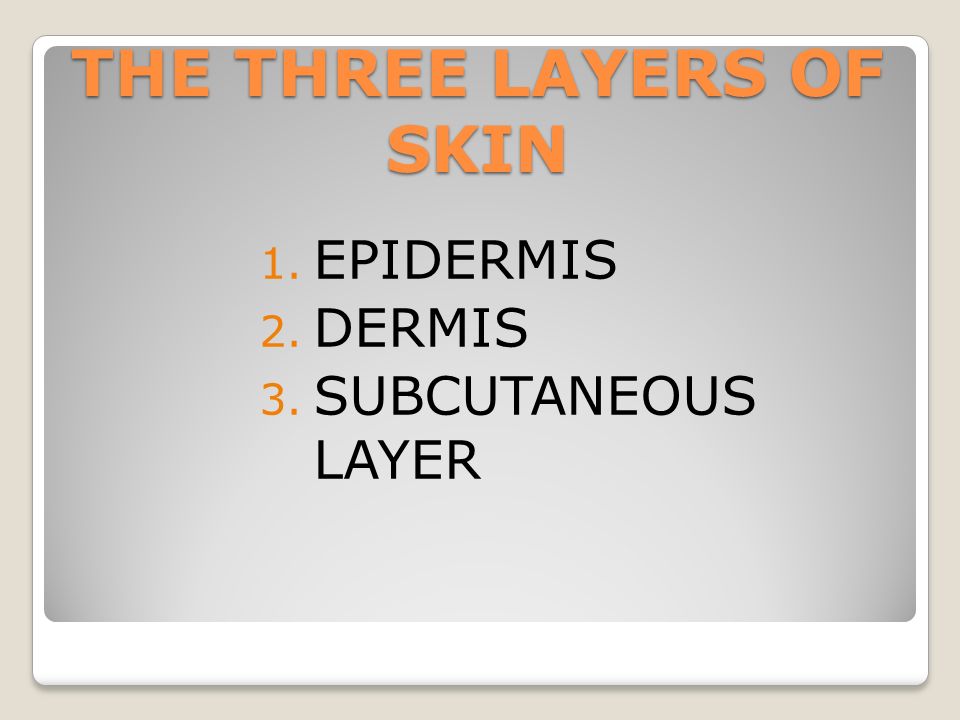 THE THREE LAYERS OF SKIN 1. EPIDERMIS 2. DERMIS 3. SUBCUTANEOUS LAYER
