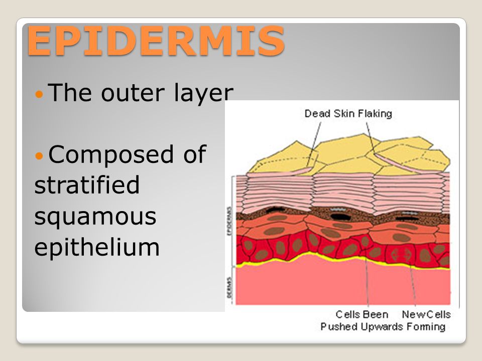 EPIDERMIS The outer layer Composed of stratified squamous epithelium