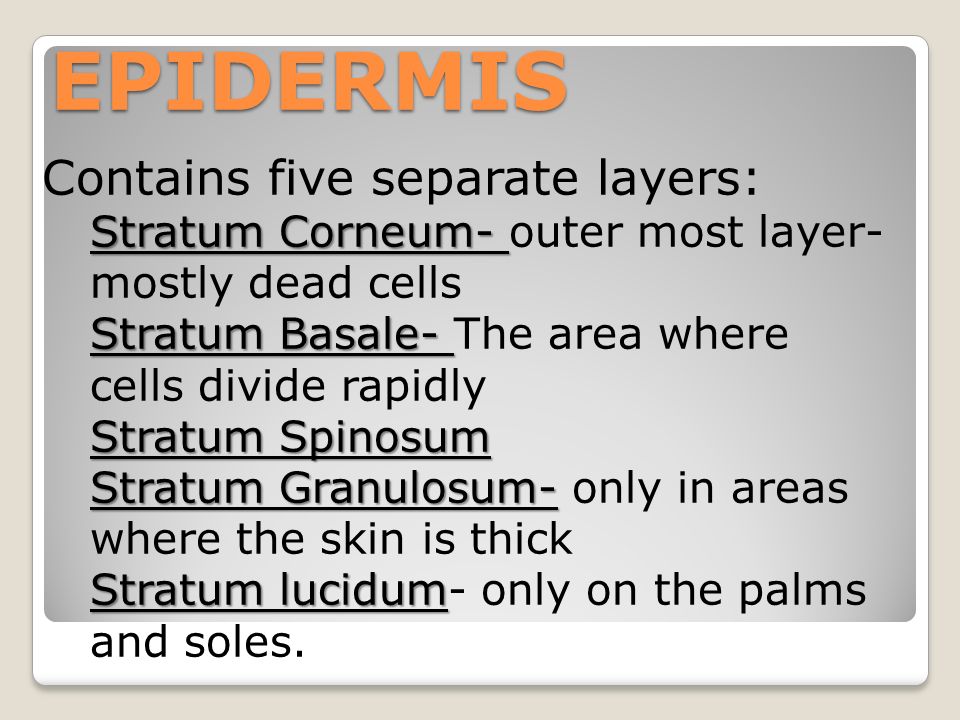 Contains five separate layers: Stratum Corneum- Stratum Corneum- outer most layer- mostly dead cells Stratum Basale- Stratum Basale- The area where cells divide rapidly Stratum Spinosum Stratum Granulosum- Stratum Granulosum- only in areas where the skin is thick Stratum lucidum Stratum lucidum- only on the palms and soles.