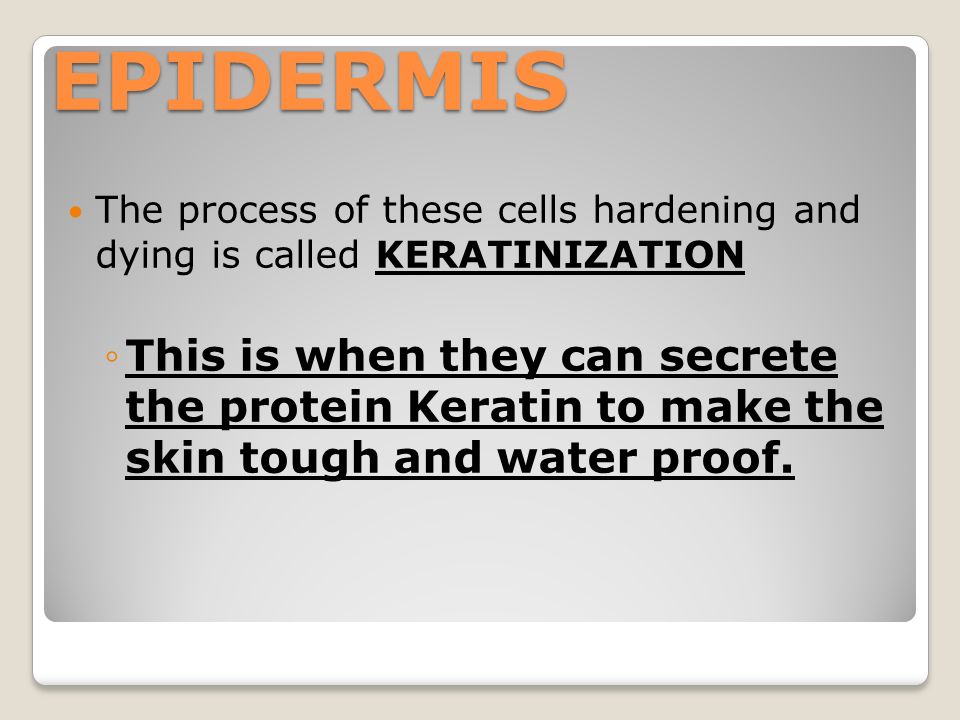 The process of these cells hardening and dying is called KERATINIZATION ◦This is when they can secrete the protein Keratin to make the skin tough and water proof.