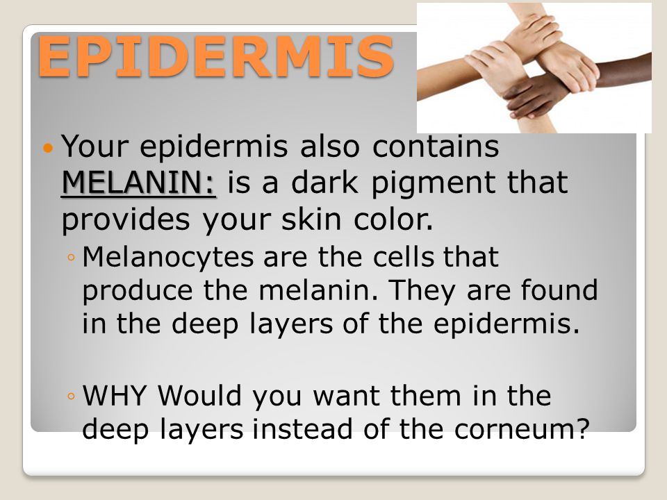 MELANIN: Your epidermis also contains MELANIN: is a dark pigment that provides your skin color.