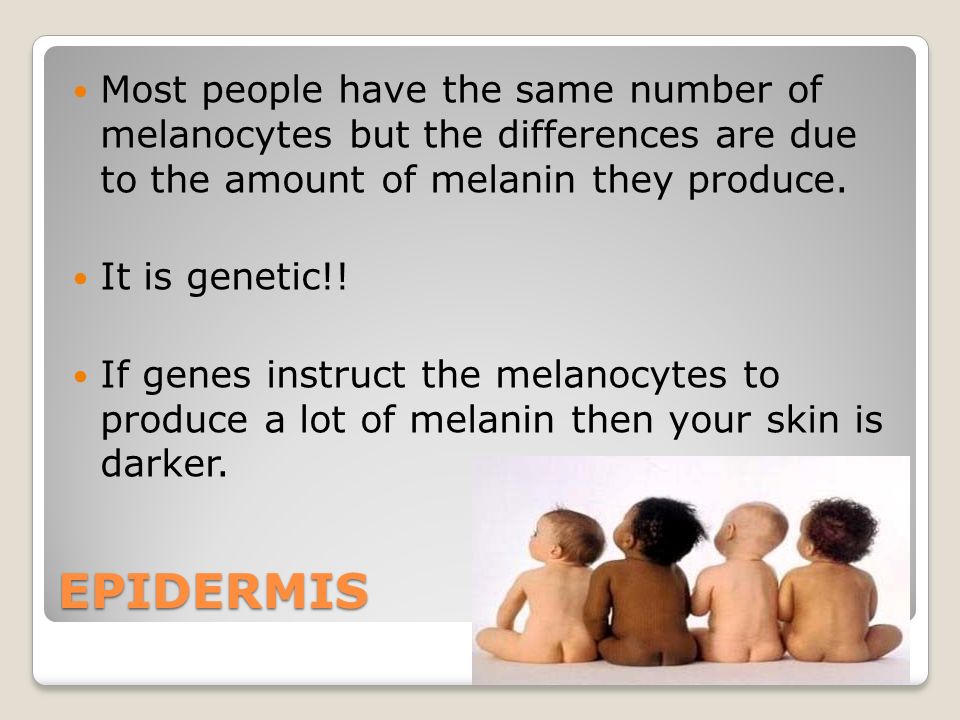 EPIDERMIS Most people have the same number of melanocytes but the differences are due to the amount of melanin they produce.
