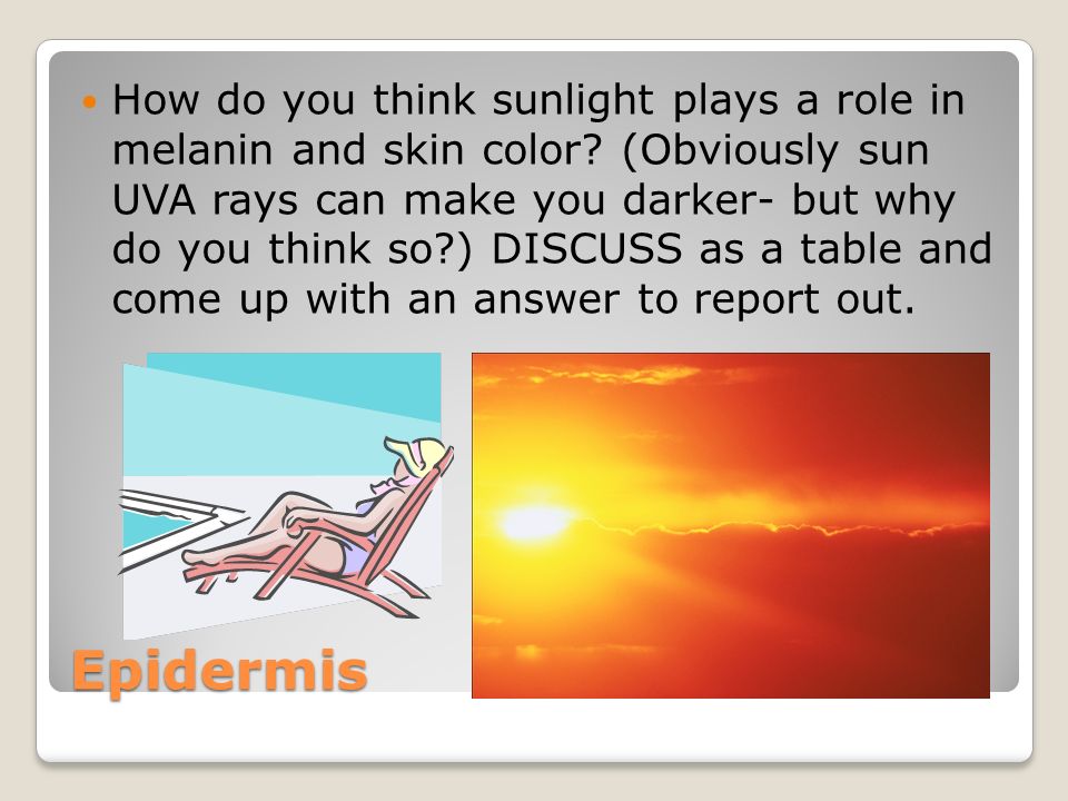 Epidermis How do you think sunlight plays a role in melanin and skin color.