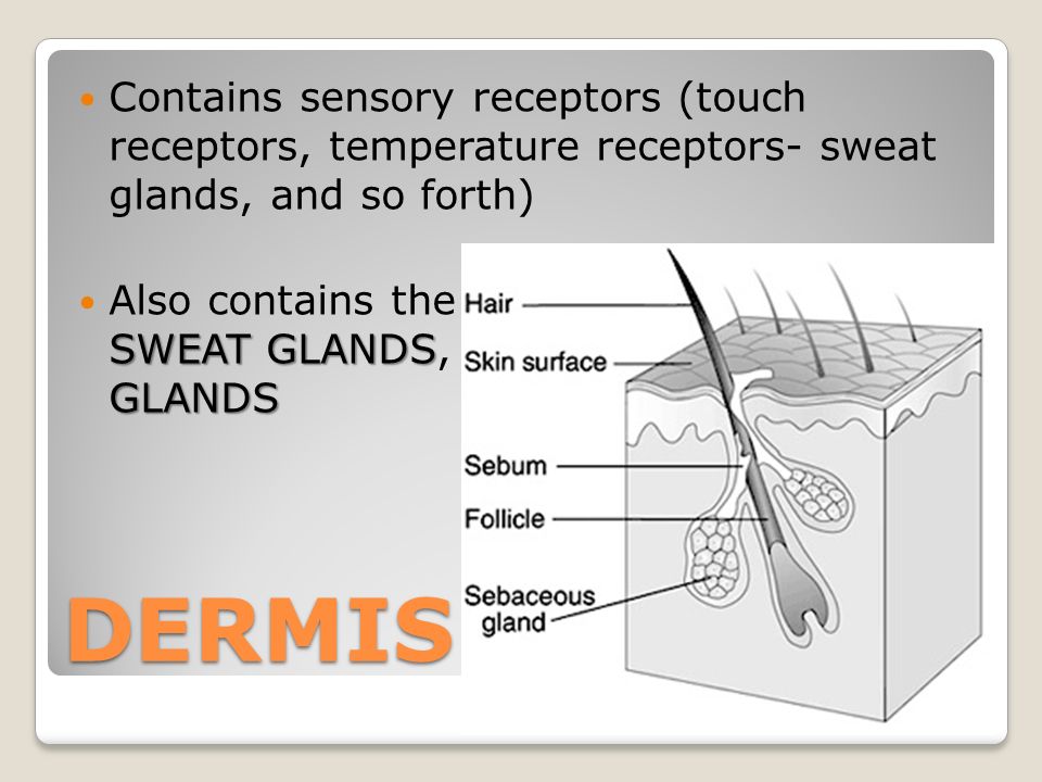 Contains sensory receptors (touch receptors, temperature receptors- sweat glands, and so forth) HAIR FOLLICLES SWEAT GLANDSSEBACACEOUS GLANDS Also contains the HAIR FOLLICLES, SWEAT GLANDS, and SEBACACEOUS GLANDS DERMIS